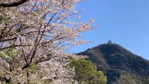 長良公園 岐阜市のシンボルと金華山と桜のコラボレーションは必見