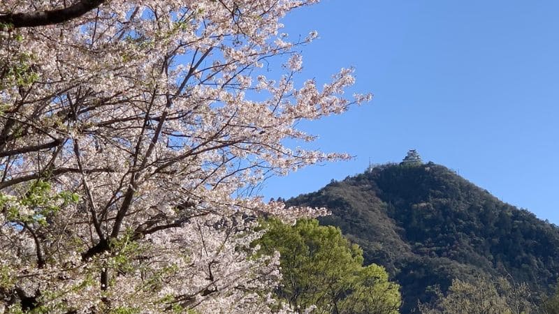 桜