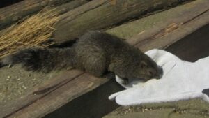 金華山リス村で手袋の上の餌を食べるタイワンリスの様子