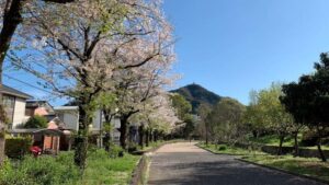 長良公園の桜並木と金華山が見える春の風景(岐阜市おすすめの花見スポット)
