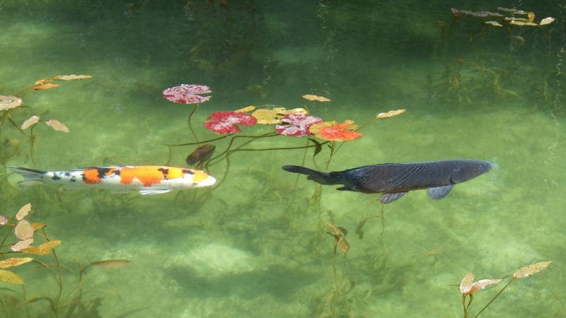 岐阜モネの池 透明度の高いモネの池と色とりどりの鯉。岐阜・板取の観光名所