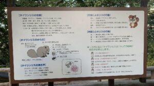 金華山リス村に設置されたタイワンリスの特徴や行動を紹介する案内板