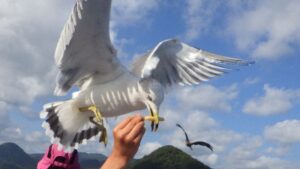 伊根湾遊覧船で子供が楽しむカモメのエサやり体験。親子で楽しめるアクティビティ