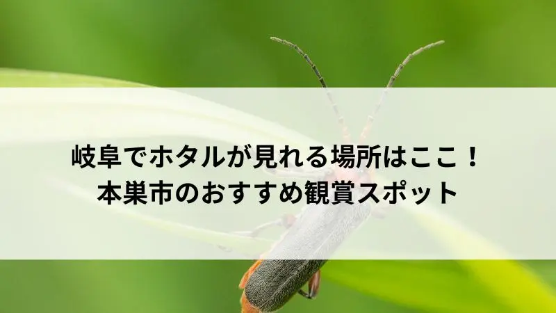 席田用水路の遊歩道を歩きながら見れるゲンジボタルの様子