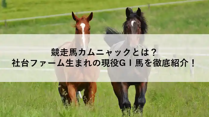 競走馬カムニャック。社台ファーム生まれの現役GⅠ馬として注目されるサラブレッドのイメージ。