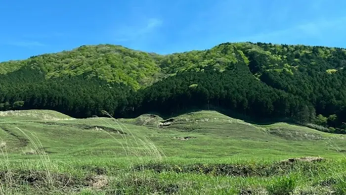 青空と新緑が美しい初夏の箱根・仙石原すすき草原の風景