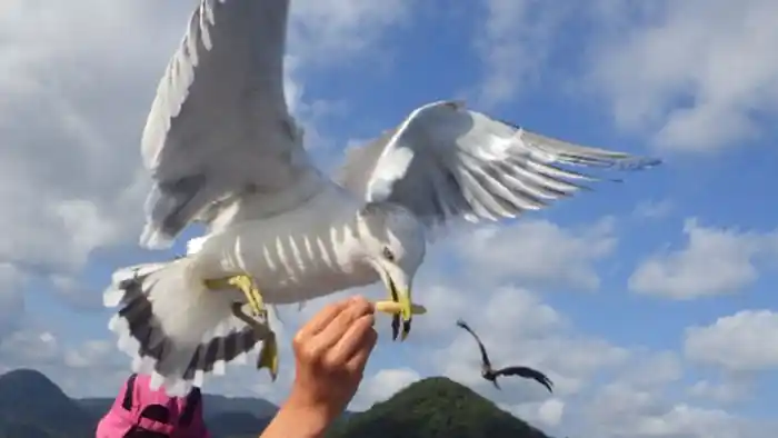 伊根湾めぐり遊覧船でカモメにエサをあげる様子