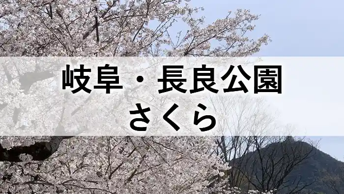 長良公園の満開の桜と金華山を背景にした春の風景