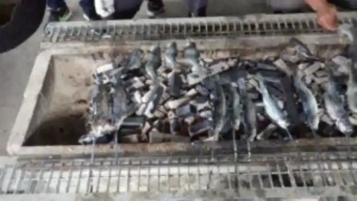 あくだ渓流苑で釣ったマスを炭火焼きにしている様子