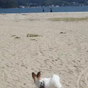 天橋立の砂浜を散歩する愛犬